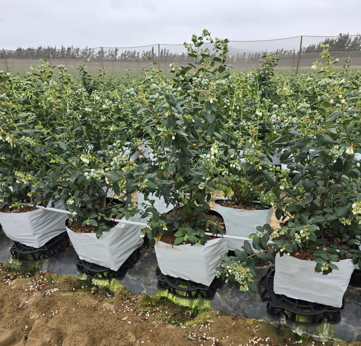 Base Elevadora Redonda - Imagen 4