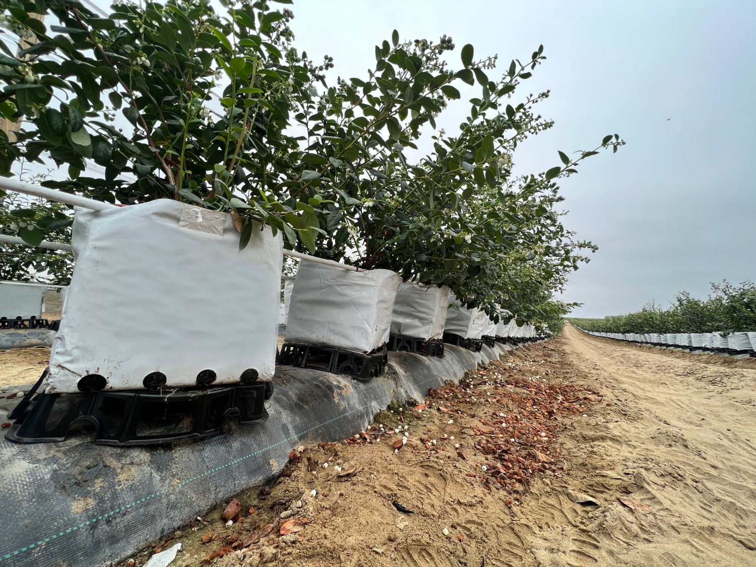 Base Elevadora Redonda - Imagen 3