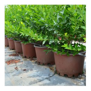 Macetón para el cultivo de arándano 25 l