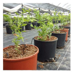 Macetón para el cultivo de arándano 35 l