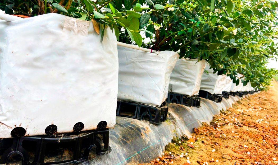 Bases Elevadoras campo web