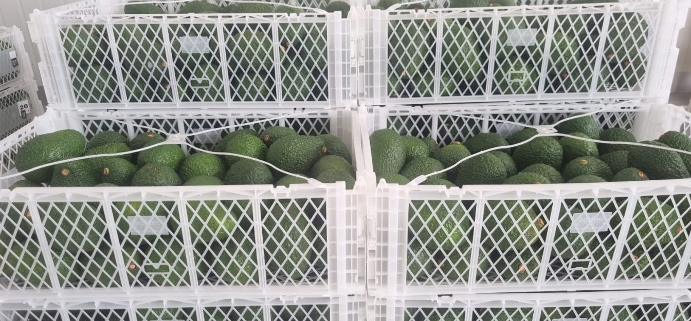 Canastillas para exportación